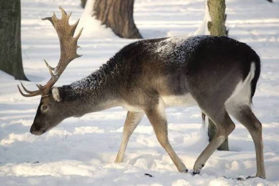 why do deer lose their winter coat