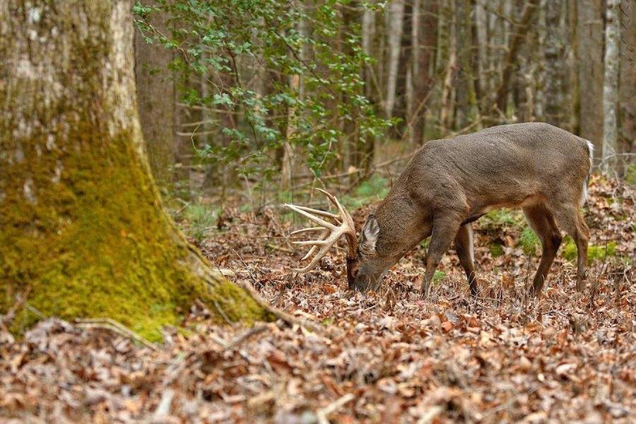 why do deer stop eating acorns