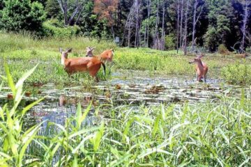 Why Do Deer Stop Using an Area After Flooding?