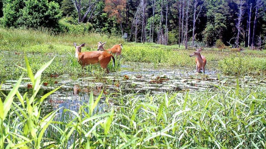 why do deer stop using an area after flooding