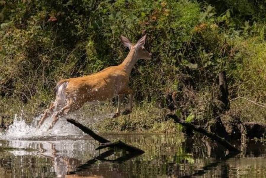 why do deer stop using creek crossings